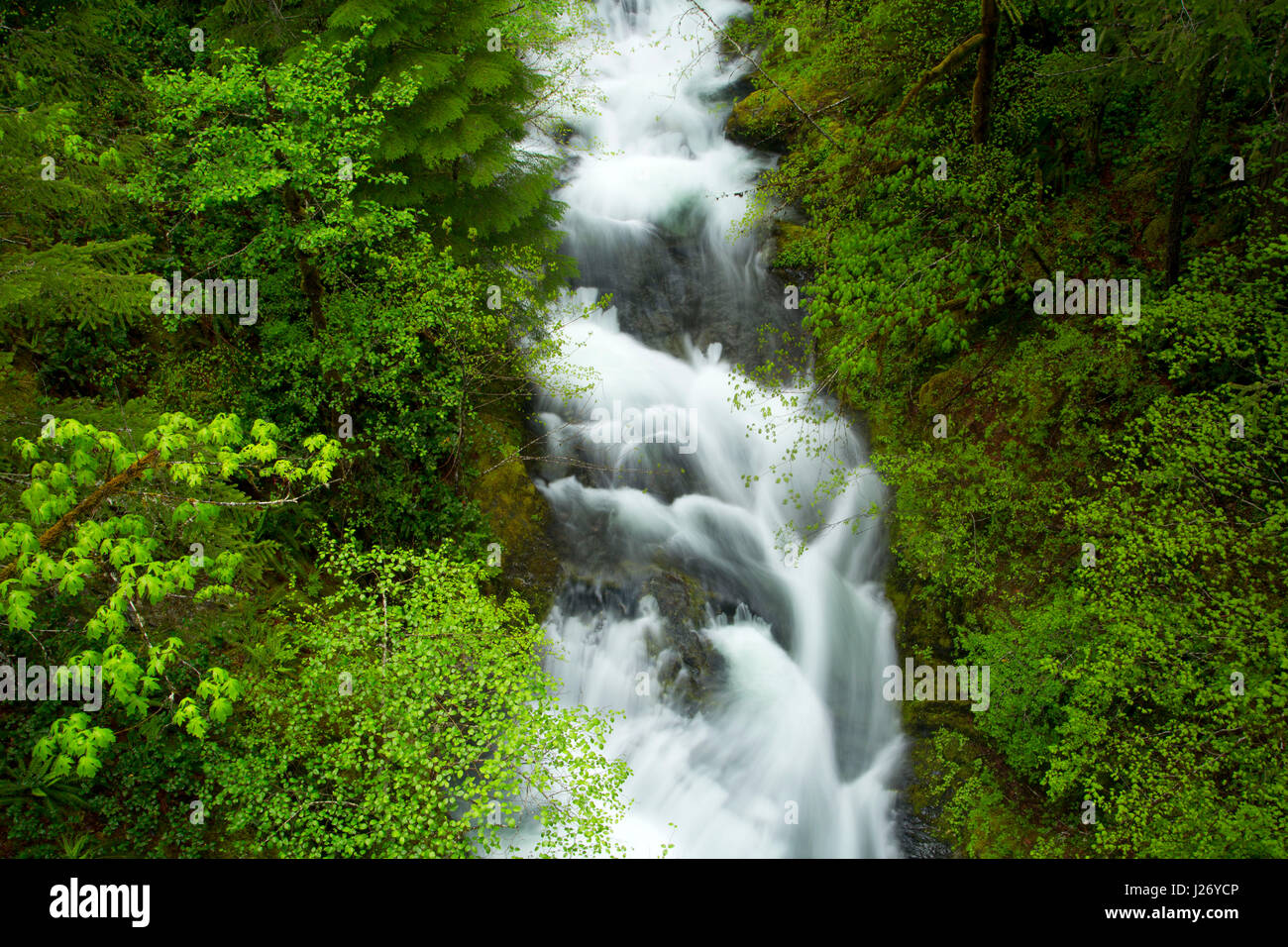 Dry Creek, Opal Creek Scenic Recreation Area, Willamette National Forest, Oregon Stock Photo