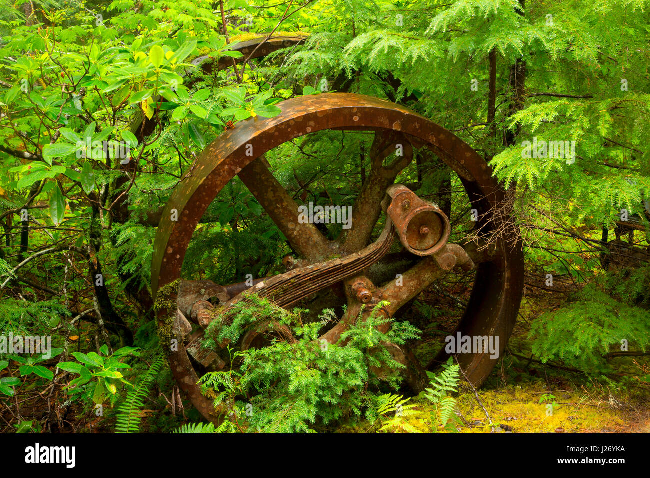 Mning wheel at Jawbone Flats, Opal Creek Scenic Recreation Area, Willamette National Forest, Oregon Stock Photo