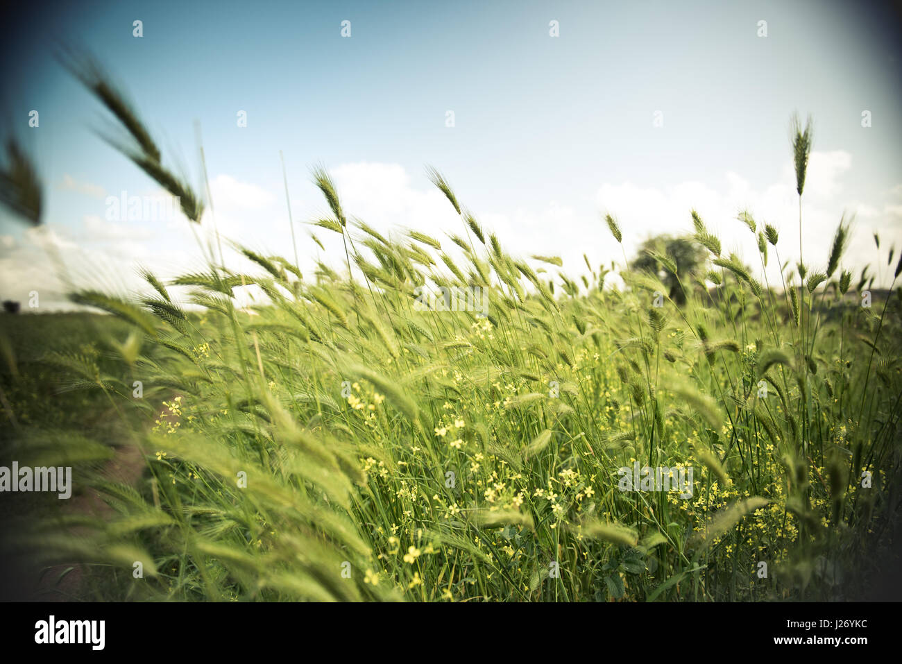 Wide angle view of wild barley field in a sunny and windy day, plant shaken, clouds on blue sky in background Stock Photo