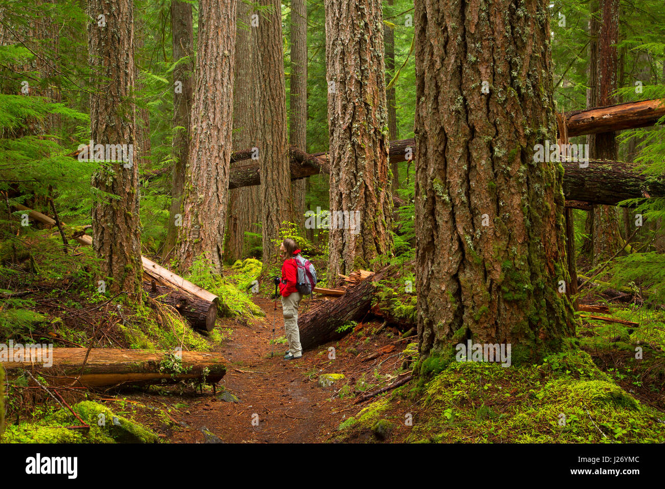 Pamelia Lake Trail, Mt Jefferson Wilderness, Willamette National Forest, Oregon Stock Photo