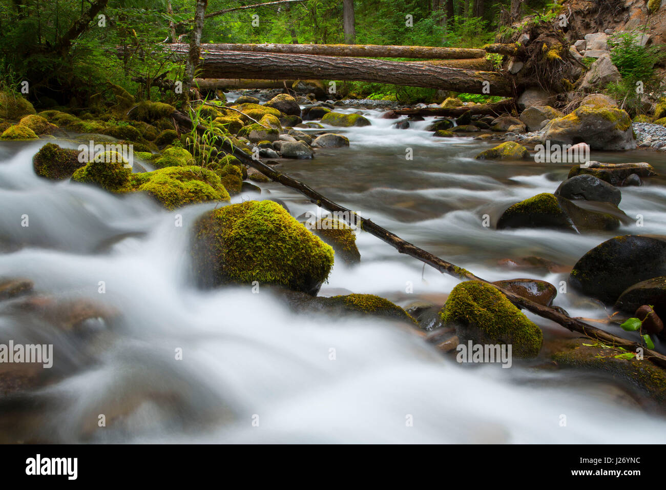 Roaring Creek confluence with Breitenbush River along South Breitenbush