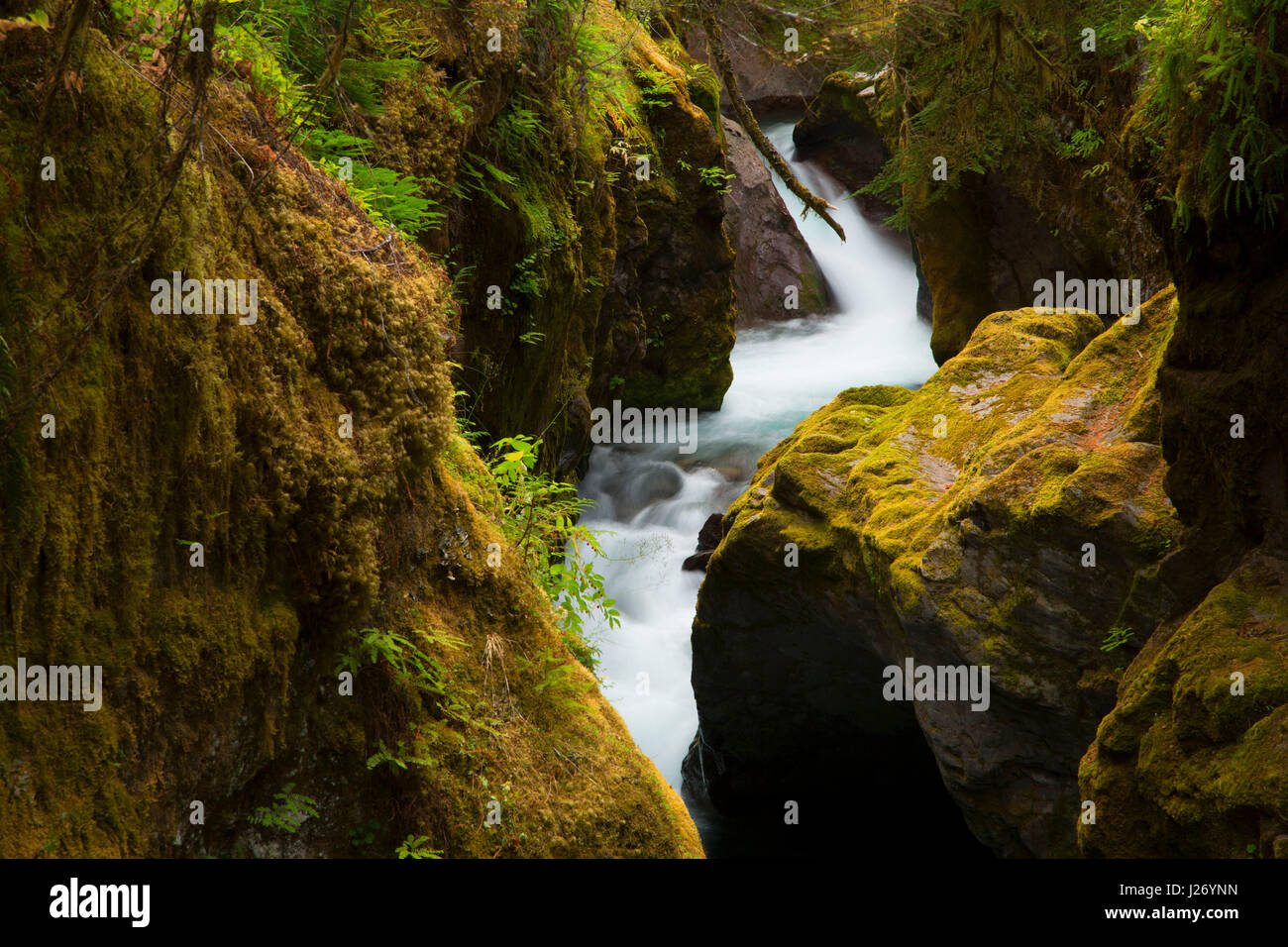 South Breitenbush along South Breitenbush National