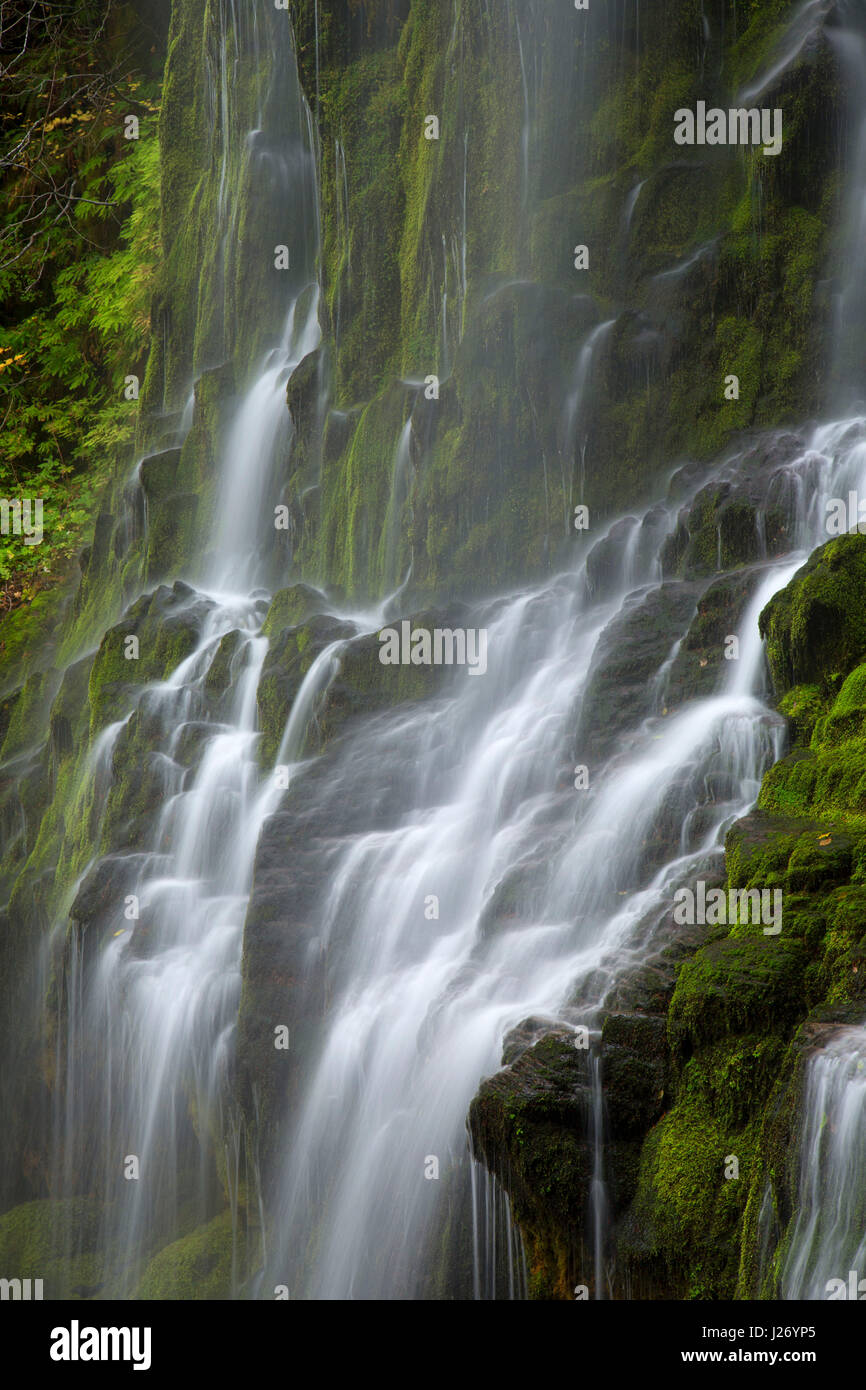 Lower Proxy Falls along Proxy Falls Trail, Three Sisters Wilderness, Willamette National Forest, Oregon Stock Photo