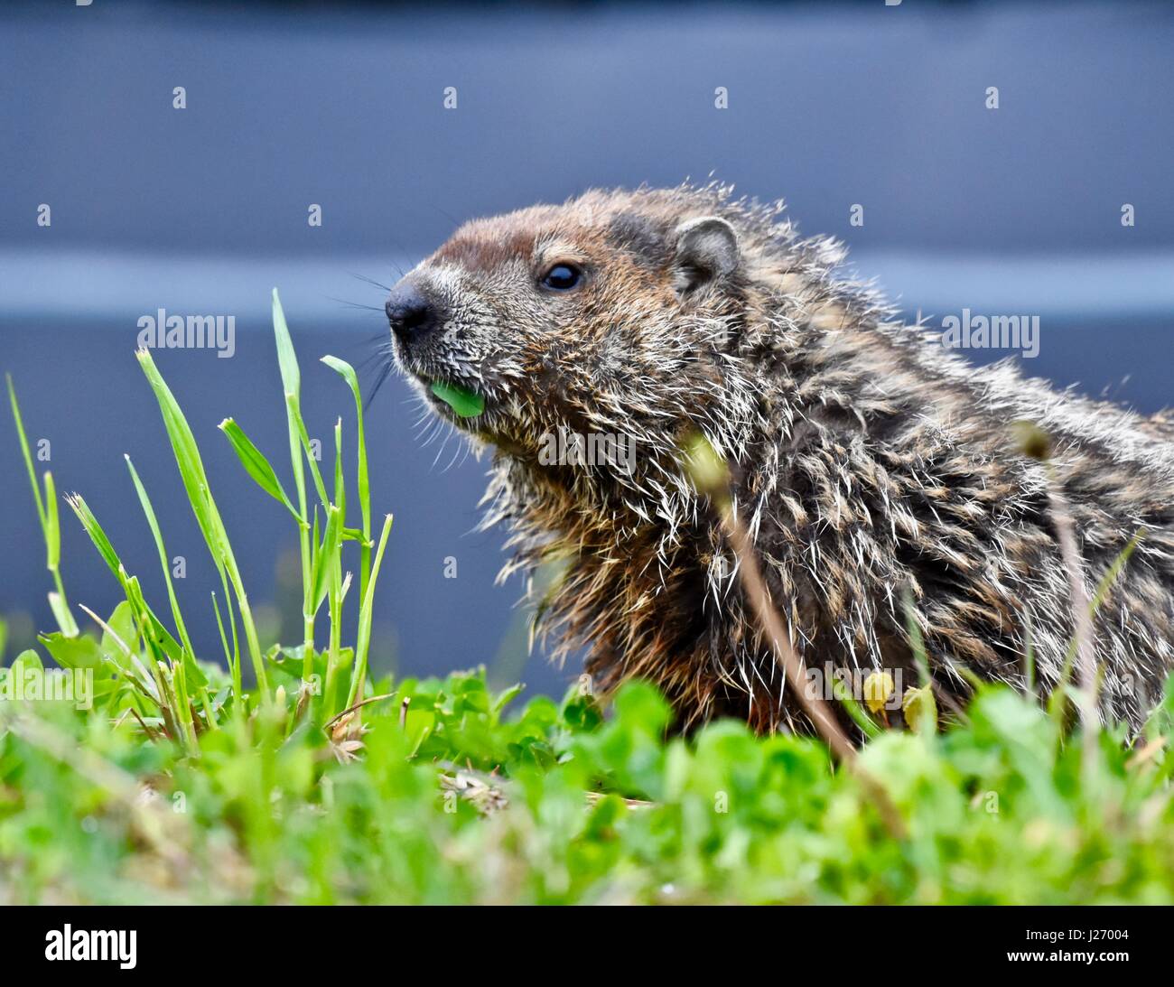 Groundhog Marmota Monax Also Knows As A Woodchuck In A Grass