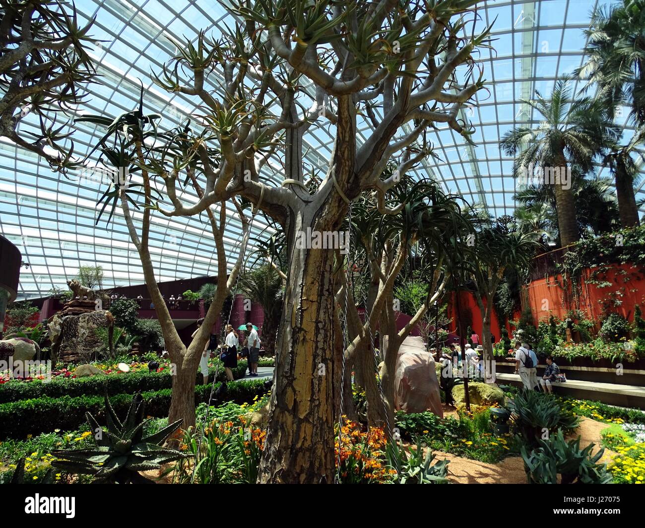 An unusual tree Stock Photo