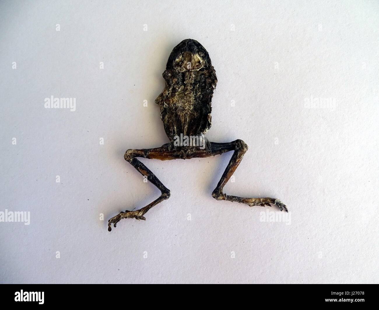 Road Kill -  a dead frog Stock Photo