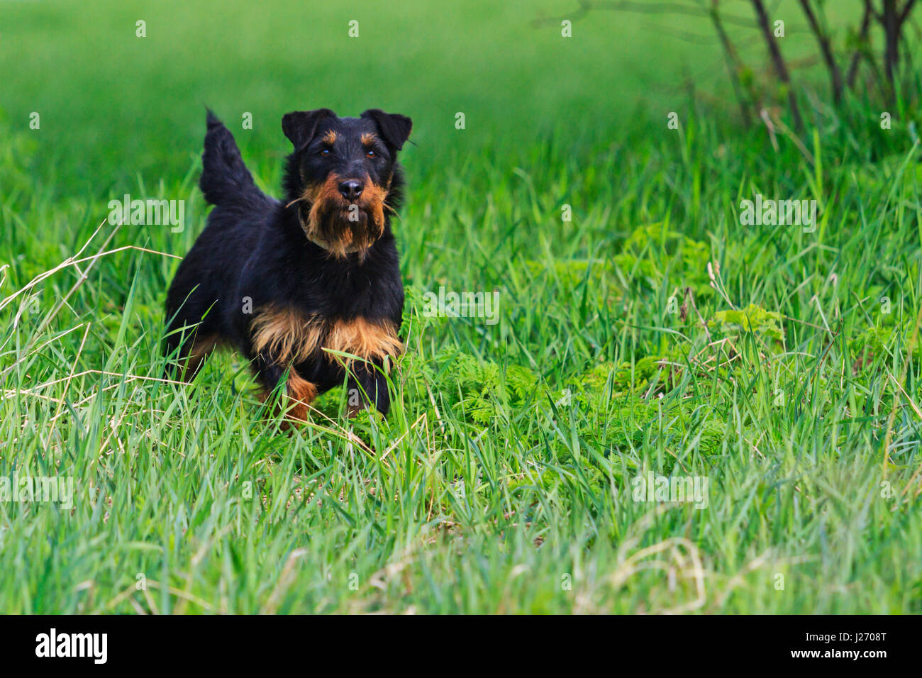 Jagdterrier in front exterior of green grass,hunting dogs Stock Photo