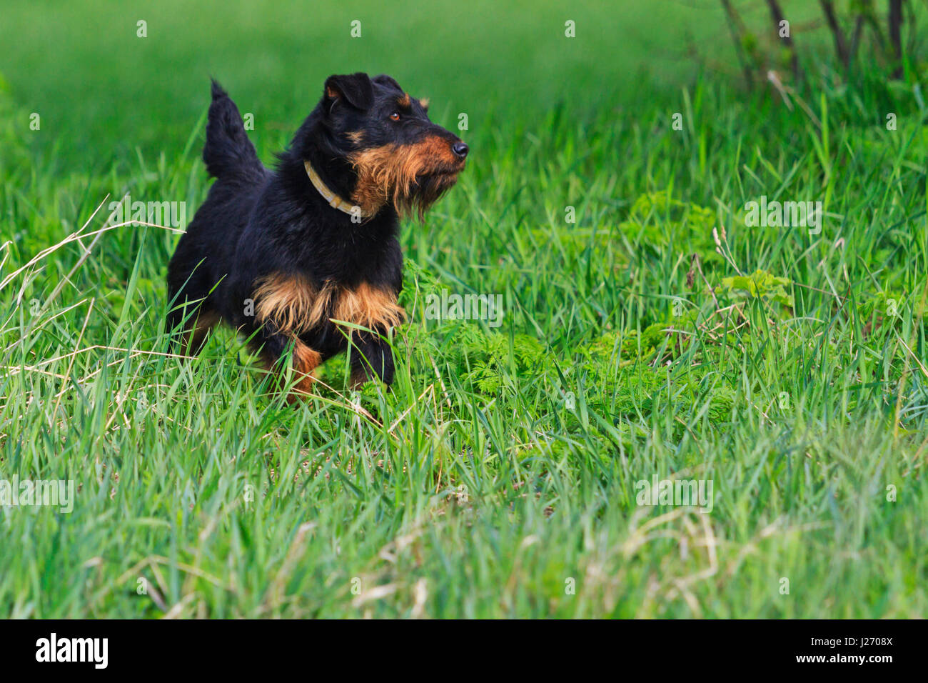 Jagdterrier in the grass looks trace fox,hunting dogs Stock Photo
