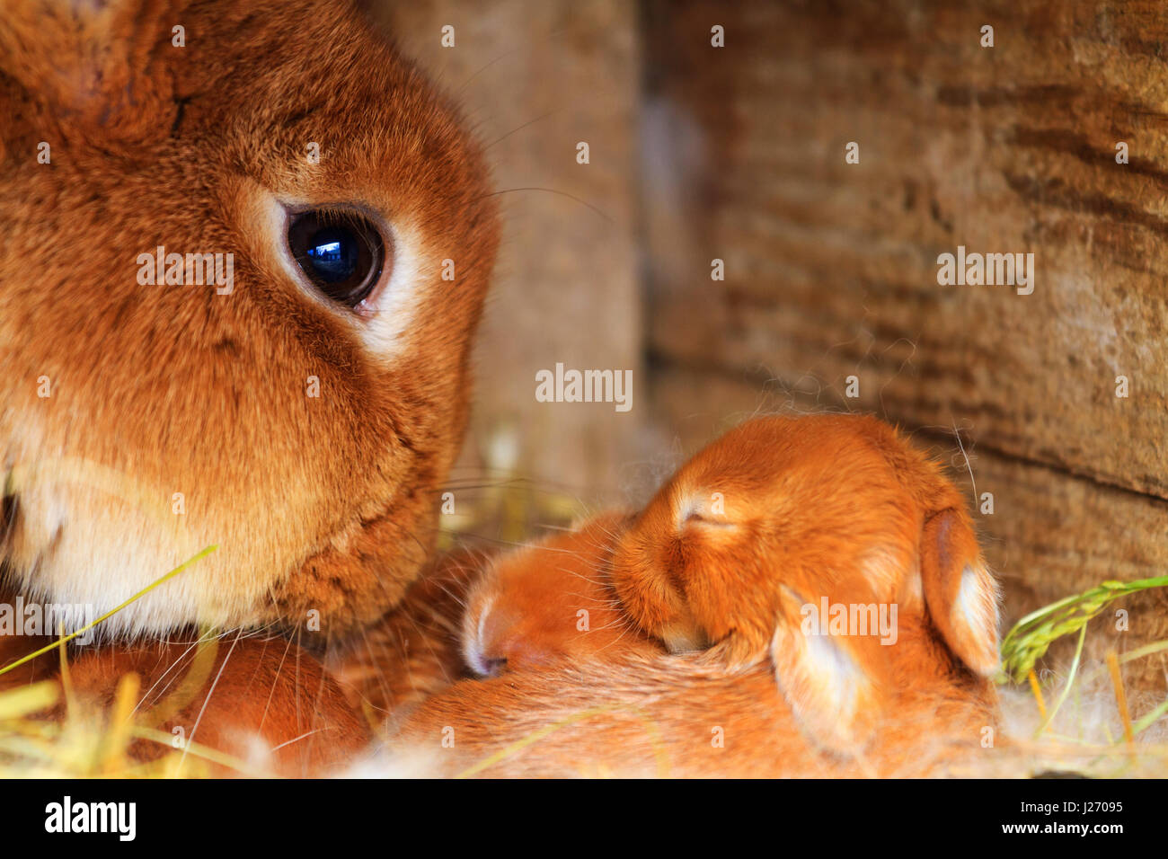 mother rabbit sniffs his little rabbits,Animals on the farm Stock Photo