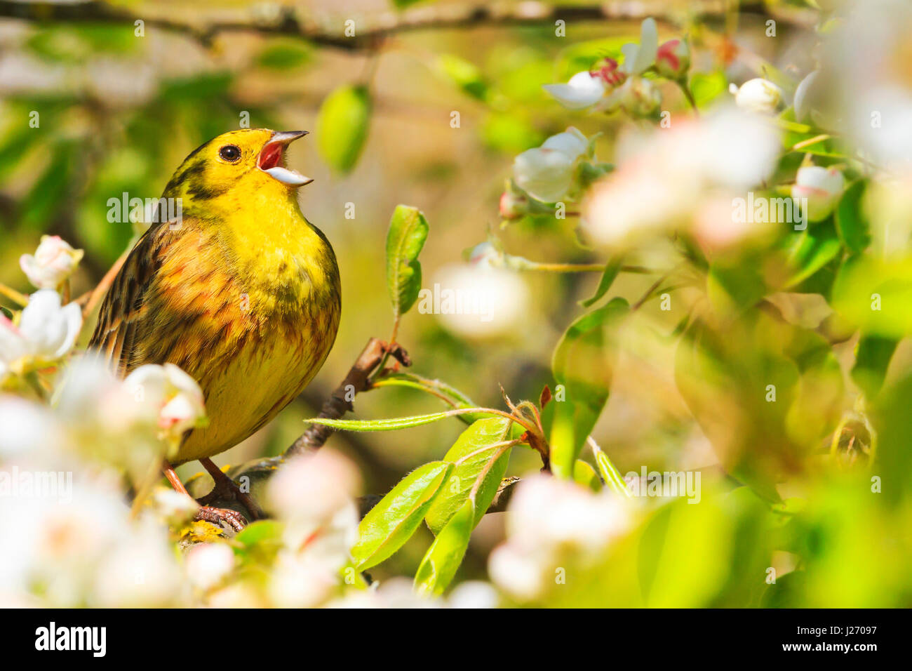 Song Birds Singing In The Flowers In The Trees Forest Birds And Wildlife Stock Photo Alamy