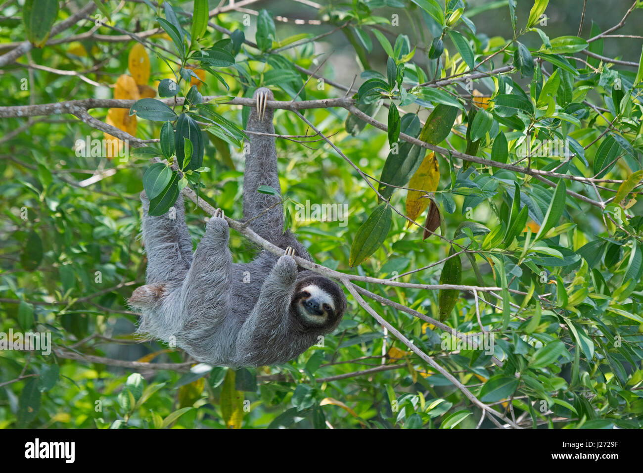 Brown-throated Sloth  (Bradypus variegatus) of Three-toed Sloth family, female Panama Stock Photo