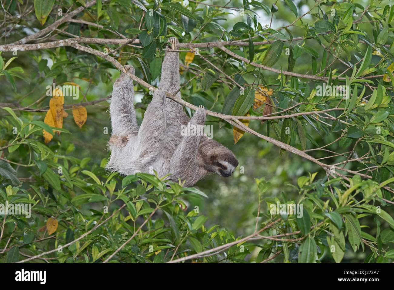 Brown-throated Sloth  (Bradypus variegatus) of Three-toed Sloth family, female Panama Stock Photo