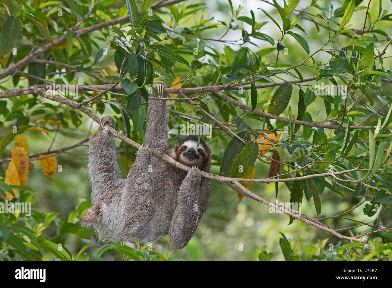 Brown-throated Sloth  (Bradypus variegatus) of Three-toed Sloth family, female Panama Stock Photo