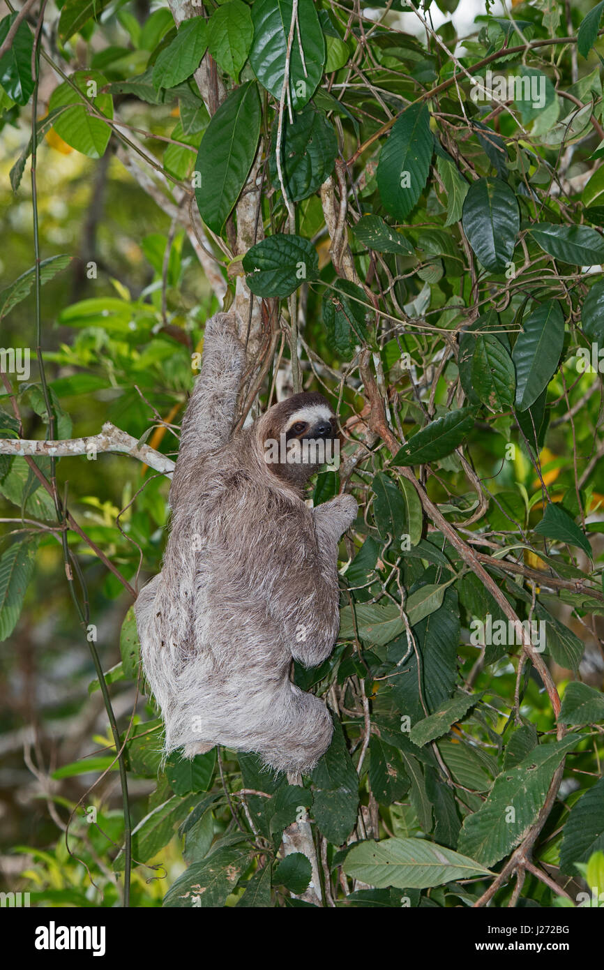 Brown-throated Sloth  (Bradypus variegatus) of Three-toed Sloth family, female Panama Stock Photo