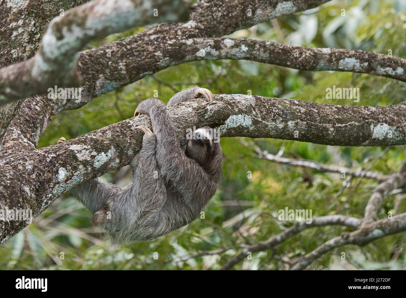 Brown-throated Sloth  (Bradypus variegatus) of Three-toed Sloth family, female Panama Stock Photo