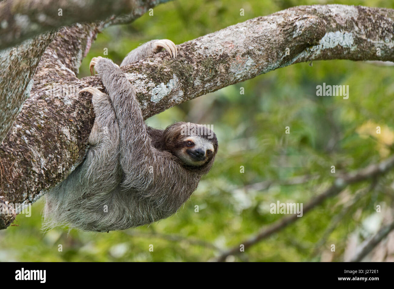 Brown-throated Sloth  (Bradypus variegatus) of Three-toed Sloth family, female Panama Stock Photo