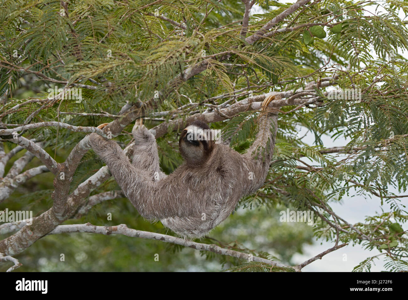 Brown-throated Sloth  (Bradypus variegatus) of Three-toed Sloth family, female Panama Stock Photo