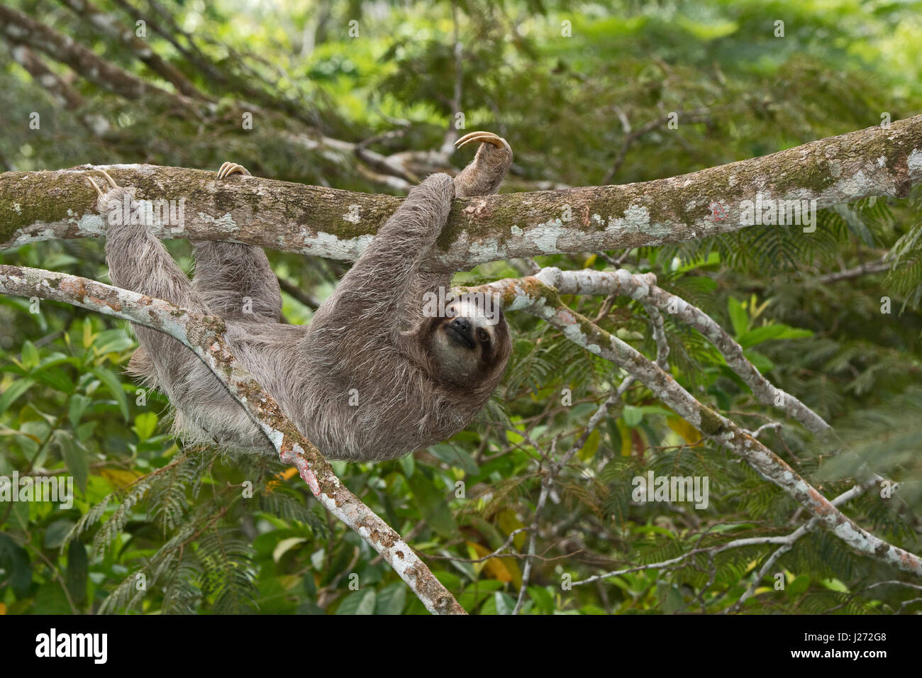 Brown-throated Sloth  (Bradypus variegatus) of Three-toed Sloth family, female Panama Stock Photo