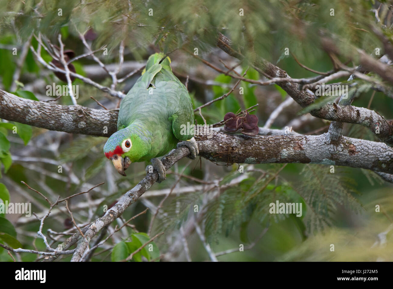Red-lored Parrot Amazona autumnalis Darién Panama Stock Photo