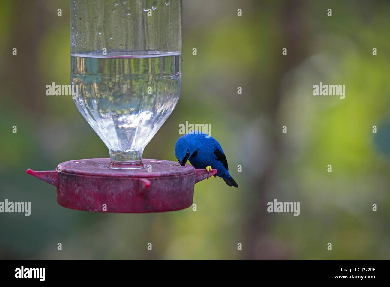 Shining Honeycreeper Cyanerpes lucidus male in garden on hummingbird feeder Panama Stock Photo