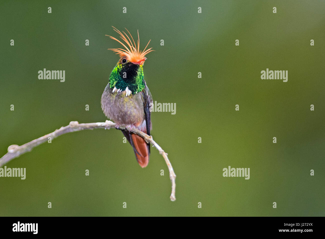 Rufous crested Coquette Lophornis delattrei (Hummingbird) Panama Stock Photo