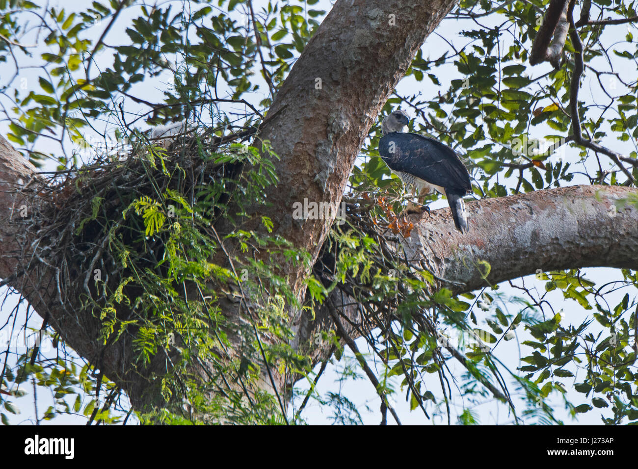 Harpy Eagle Harpia harpyja female at nest with six week old chick in Darién National Park Panama Stock Photo