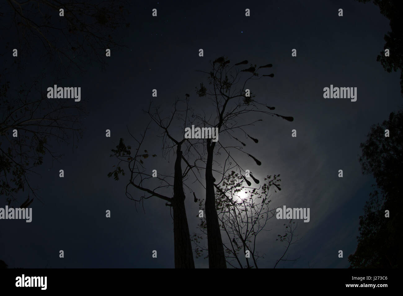 Chestnut;headed Oropendola nests in moonlight at Canopy Camp in the Darién Panama Stock Photo