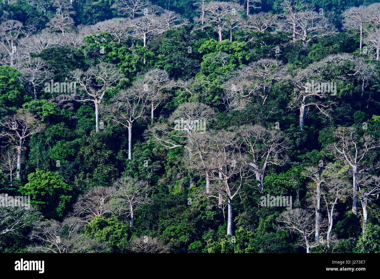 Lowland rainforest and large Cuipo trees in the Darién Panama Stock Photo