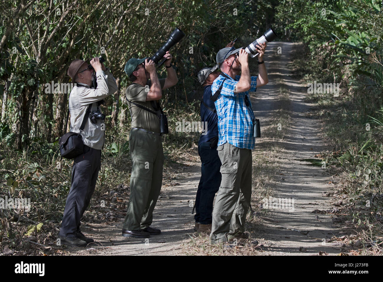 Birders watching and photographing an antwren from trail in San Francisco Reserve n Panama Province Panama Stock Photo