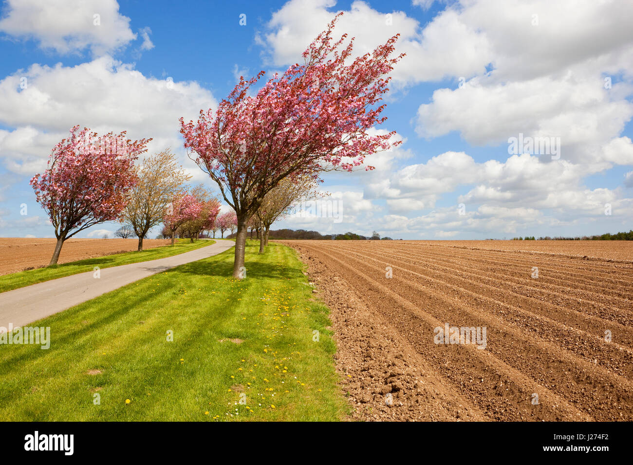 pink and white cherry trees in blossom on a farm track beside newly made potato rows in the yorkshire wolds in springtime Stock Photo
