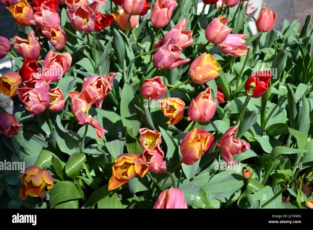 Tulips in Amsterdam in midapril Stock Photo Alamy