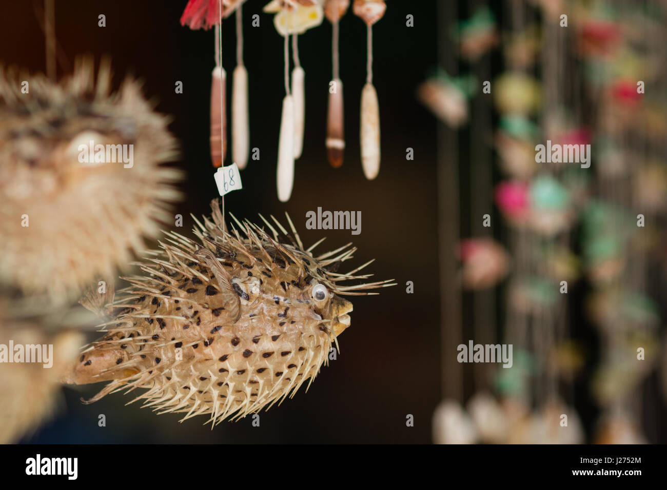 Dried puffer fish in tourist shop. Hong Kong Stock Photo Alamy