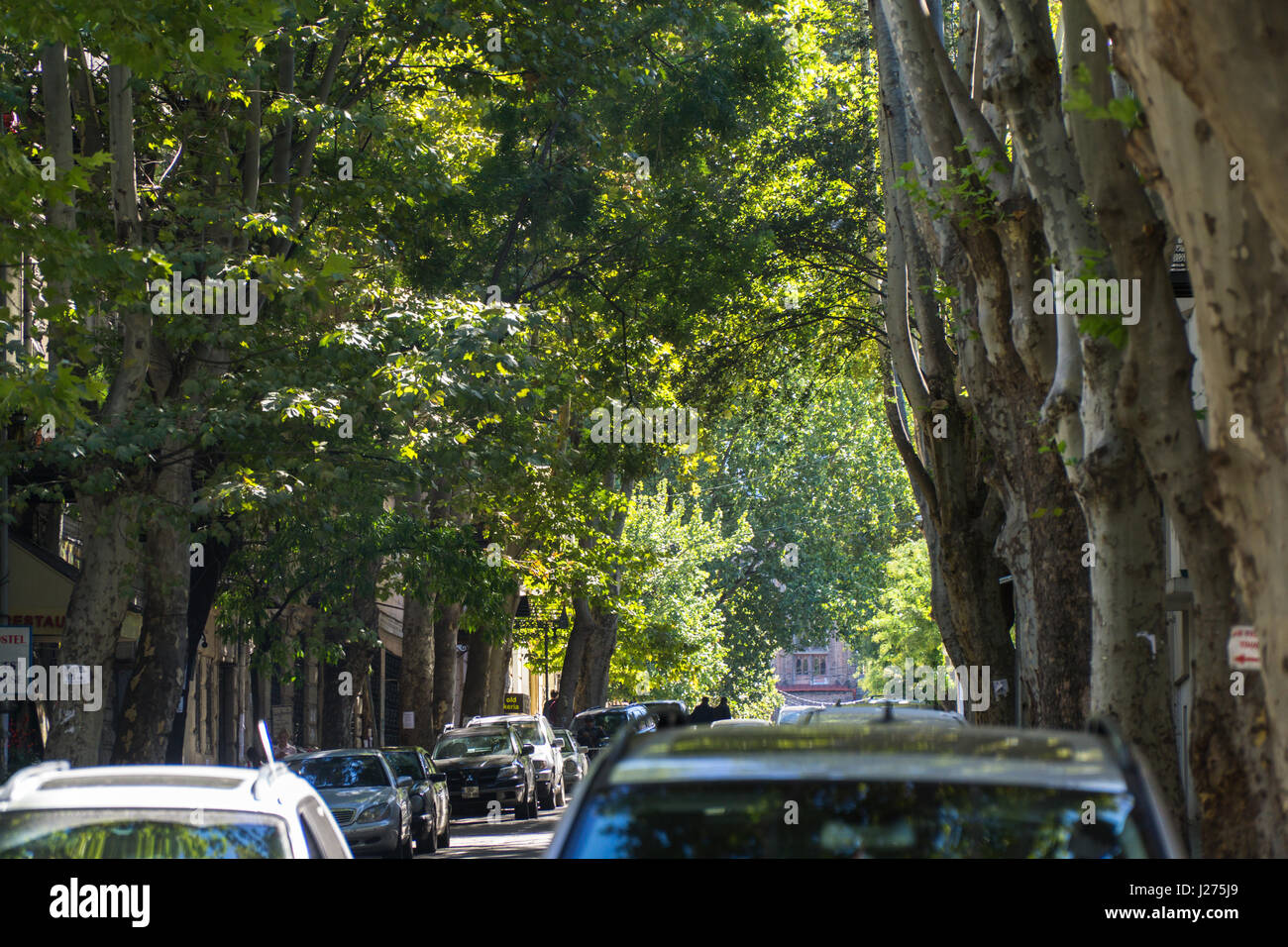 Tbilisi, Georgia-SEP 25, 2016: Green Street with tall trees in the city center. Stock Photo