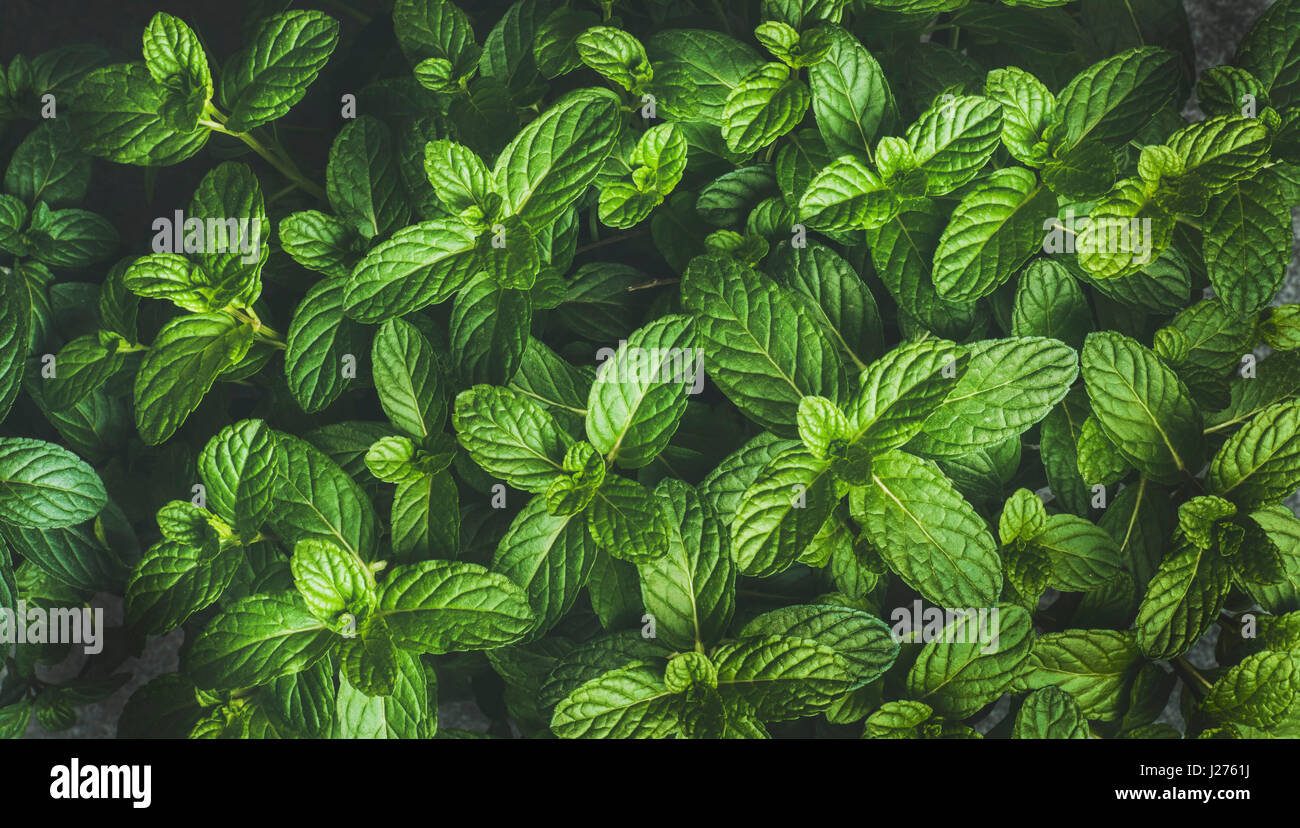 Fresh green pepper mint leaves texture, background and wallpaper Stock