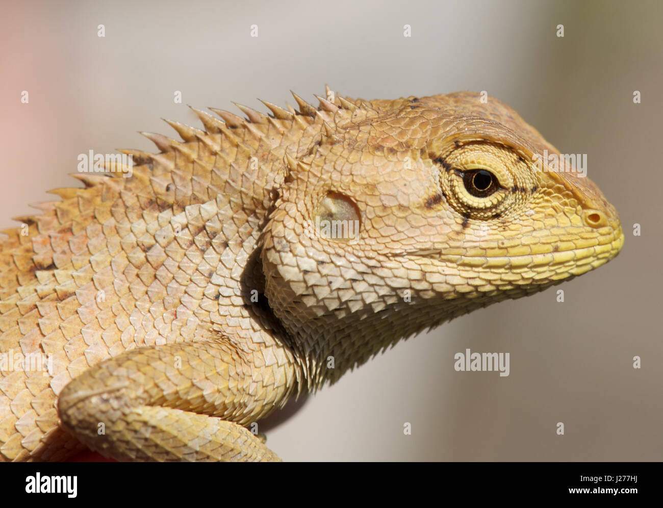 lizard vetnam Stock Photo