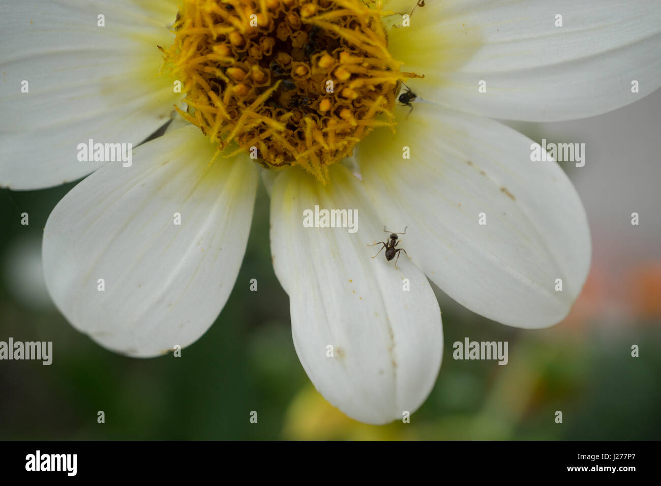 Single flower with insects hi-res stock photography and images - Alamy
