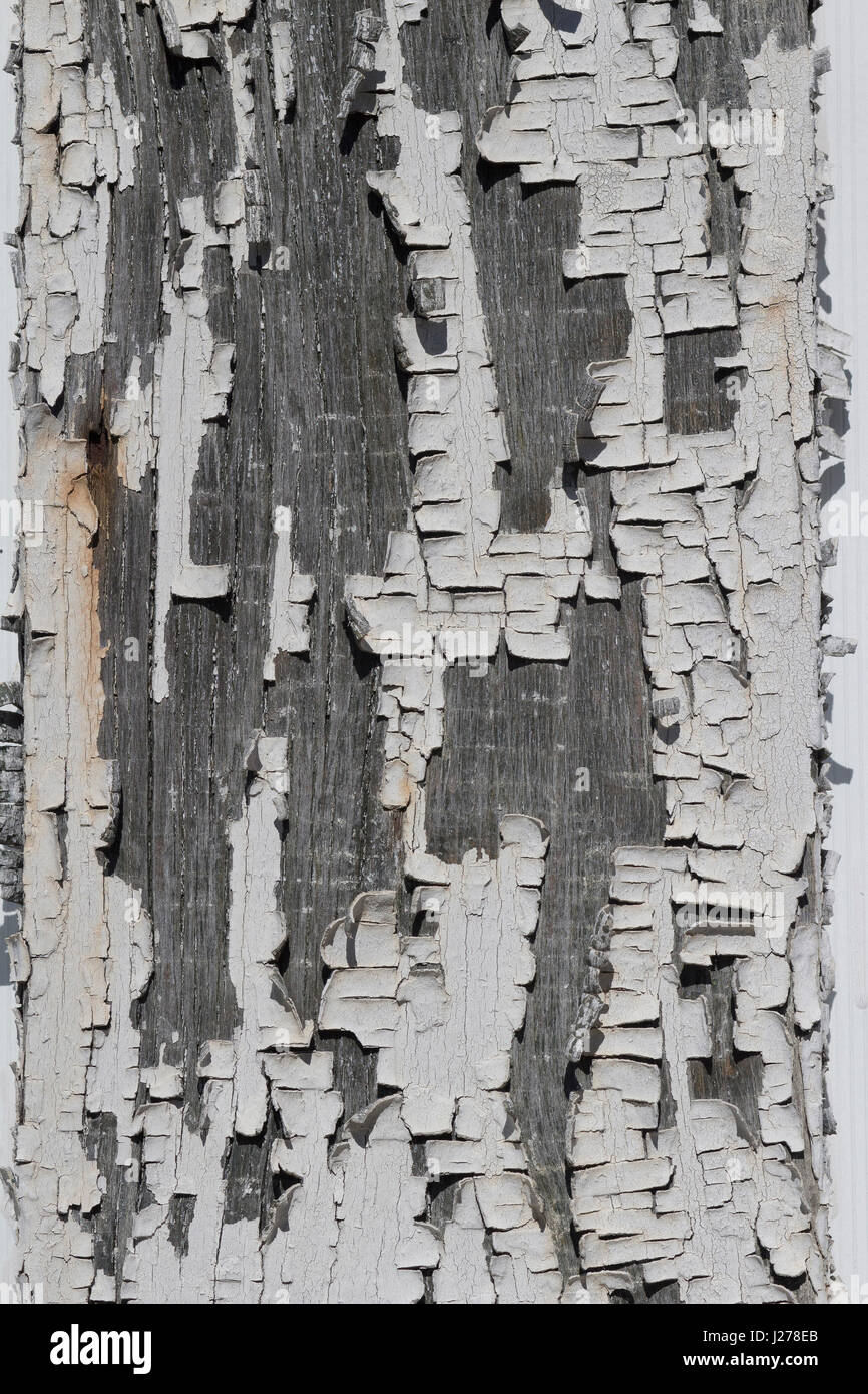 White paint chipping from an old style house Stock Photo Alamy