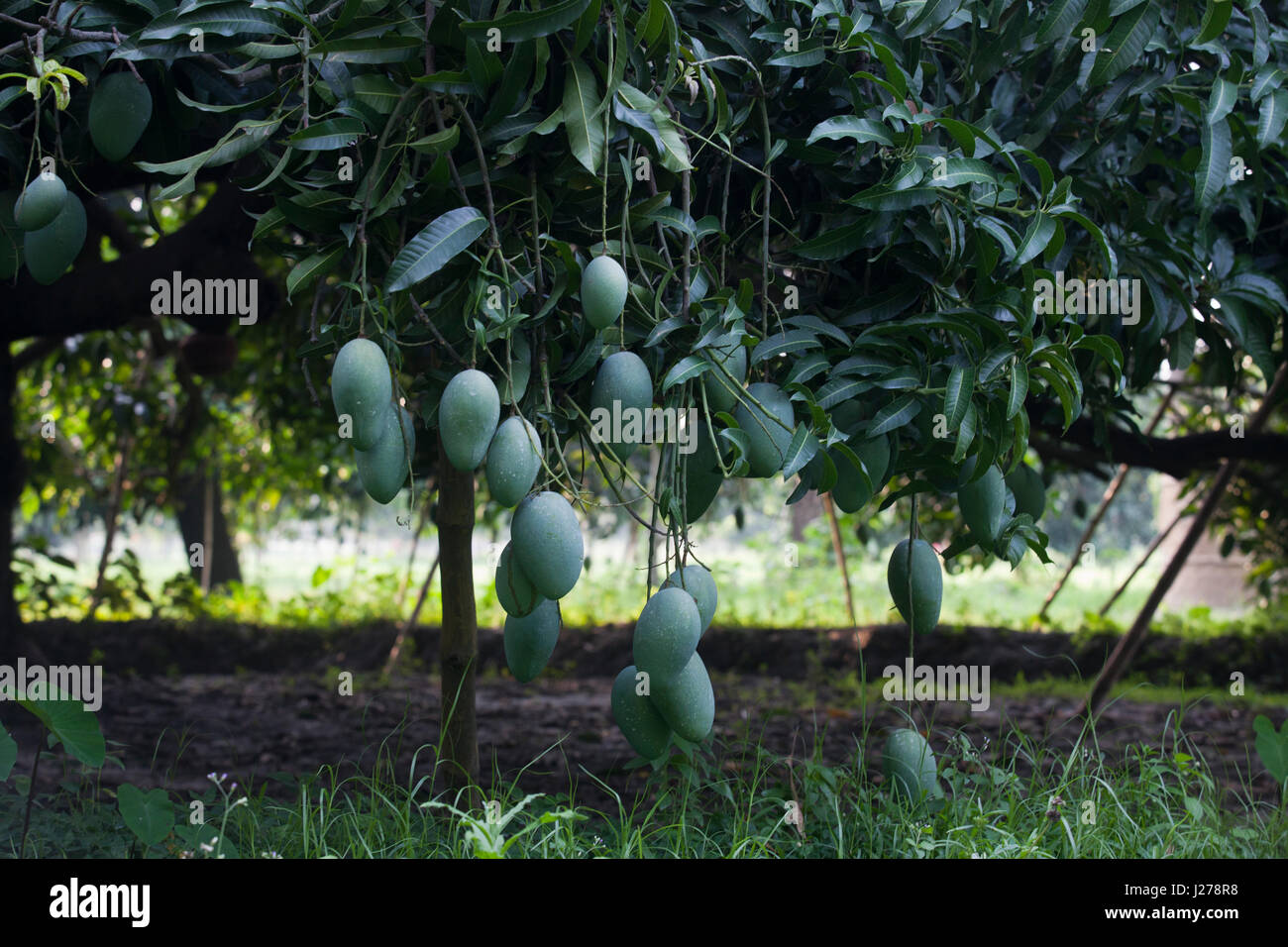Mango orchard hires stock photography and images Alamy