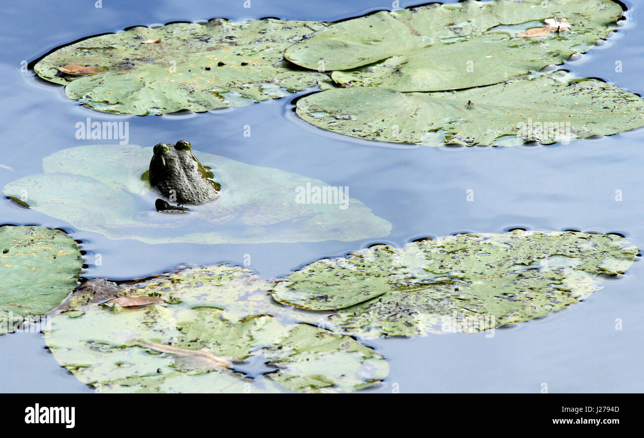 North American bullfrog (Rana catesbeiana) floating on a water lily in a pond at the Wellfleet Bay Wildlife Sanctuary, Wellfleet, Massachusetts Stock Photo