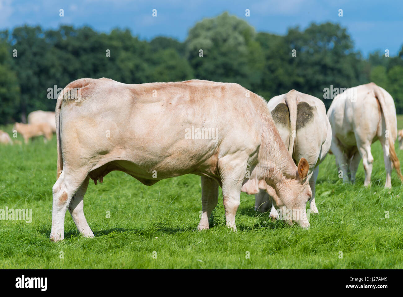 group of grazing brown cows in a dutch meadow Stock Photo - Alamy