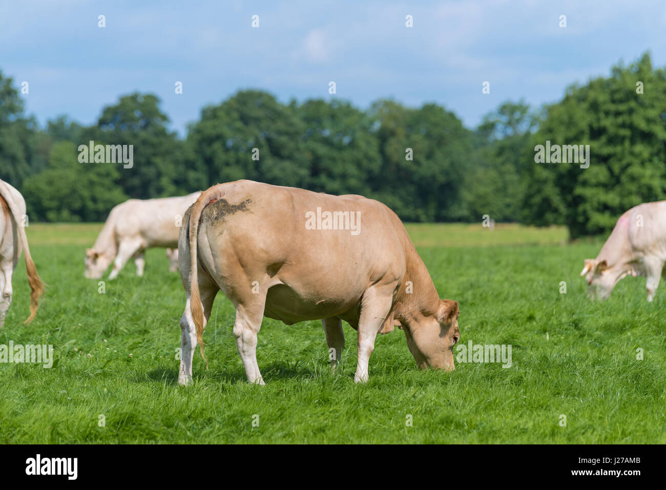 group of grazing brown cows in a dutch meadow Stock Photo - Alamy