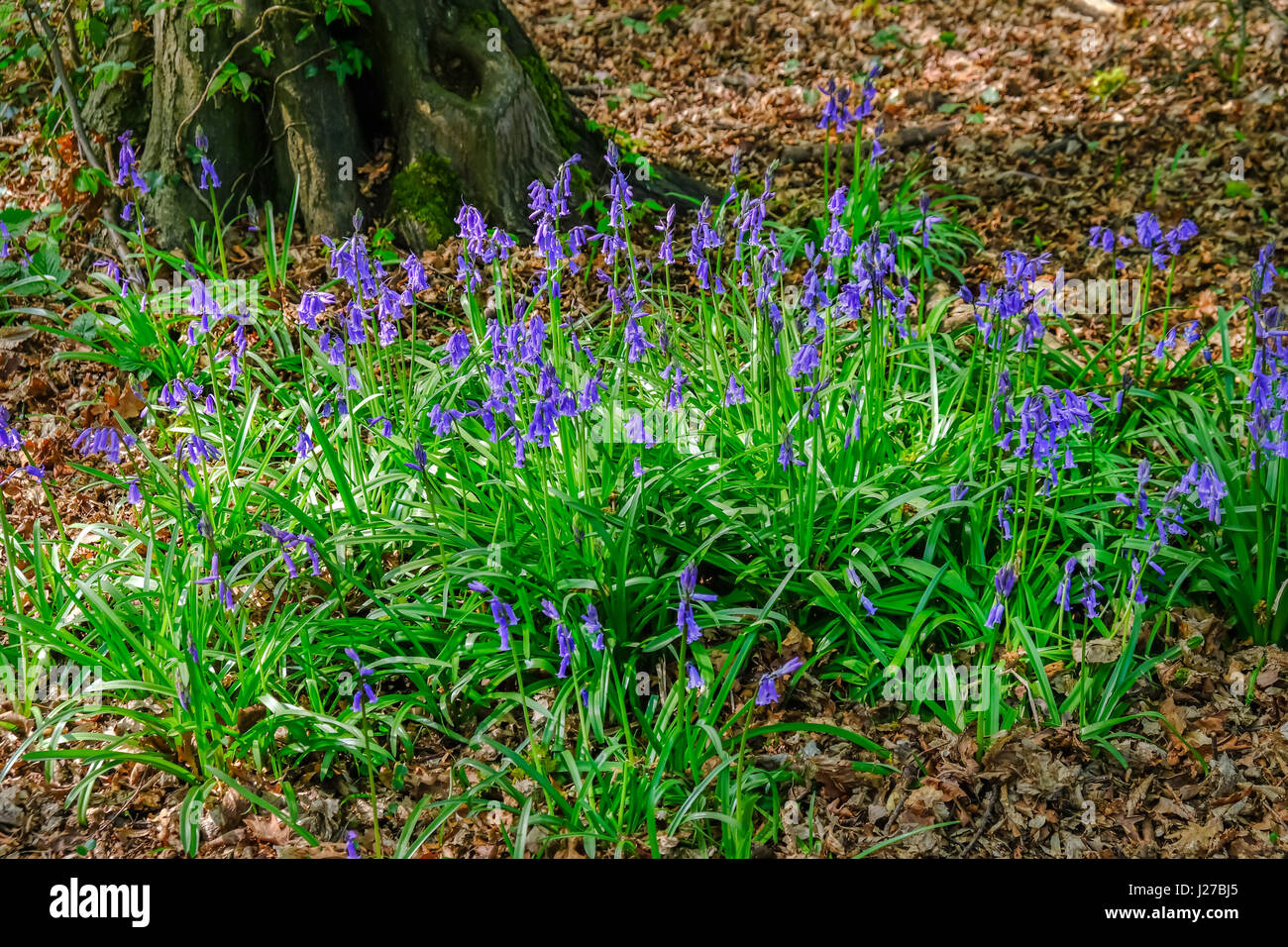Bluebell plants in Spring in the forest in Essex. Stock Photo