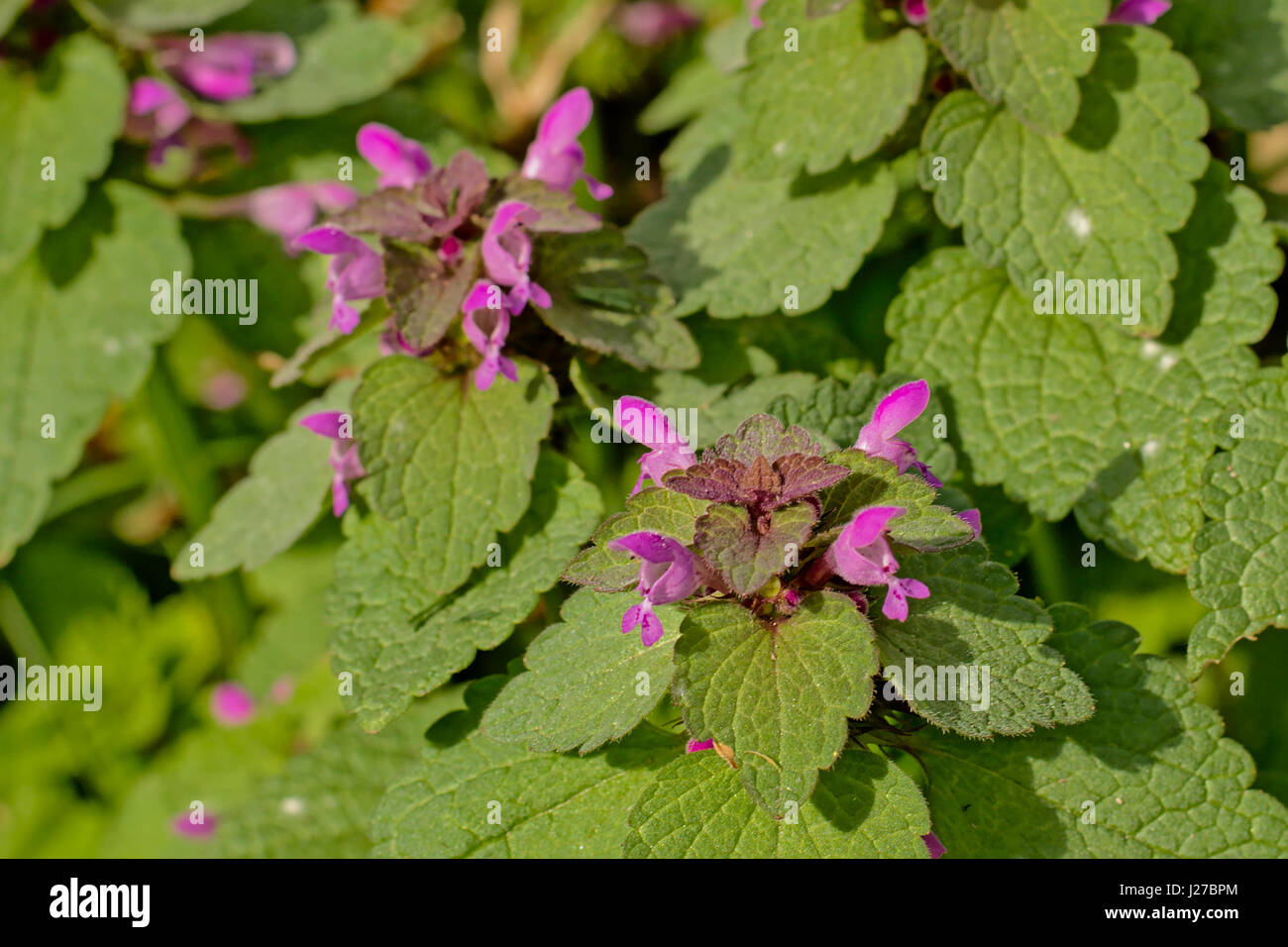 Nettle pollination hires stock photography and images Alamy