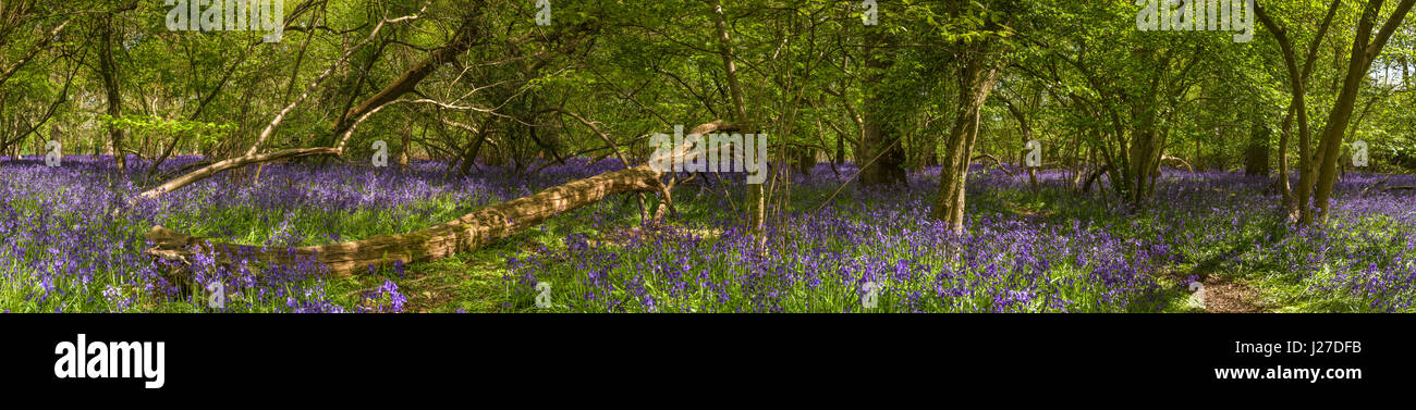 UK Weather - On warm sunny afternoon in late April, a beautiful display of native Bluebells cover the woodland floor at Hagbourne Copse on the outskirts of Swindon in Wiltshire. Stock Photo