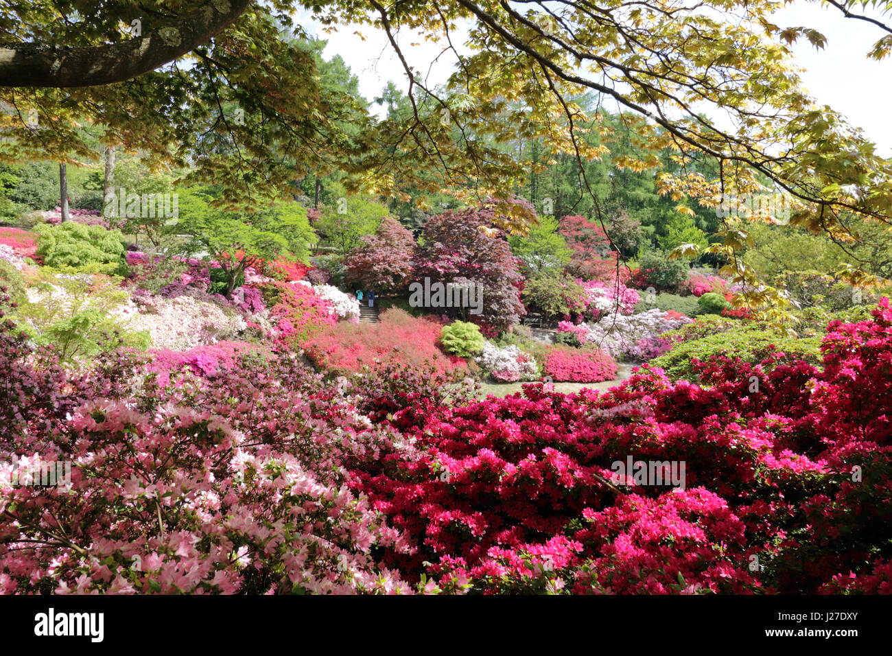 Azaleas punch bowl virginia water hires stock photography and images Alamy