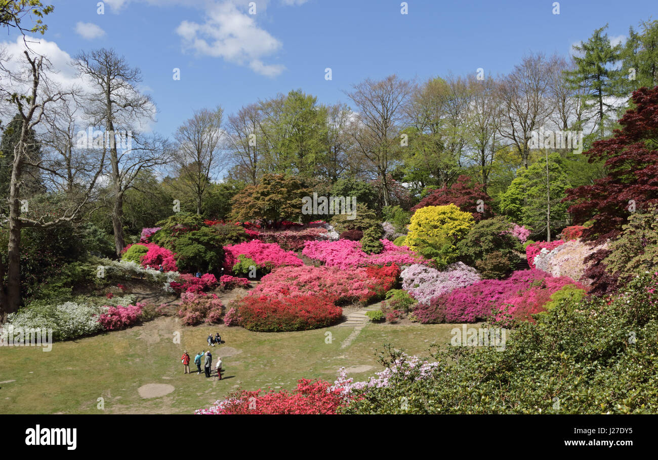Azaleas punch bowl virginia water hires stock photography and images Alamy