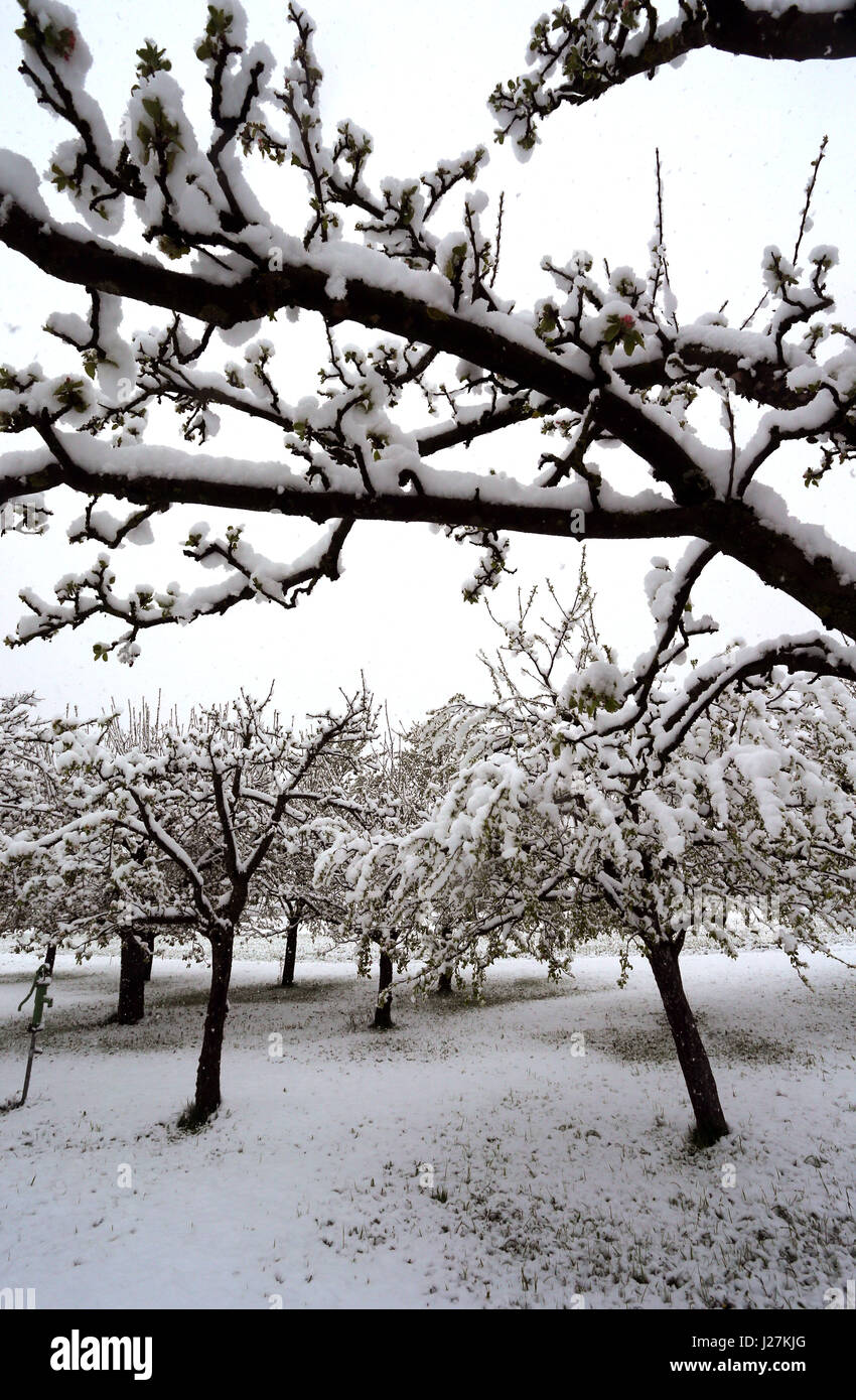 Altenstadt, Germany. 26th Apr, 2017. Blossoming apple trees are covered in snow near Altenstadt, Germany, 26 April 2017. Photo: Karl-Josef Hildenbrand/dpa/Alamy Live News Stock Photo