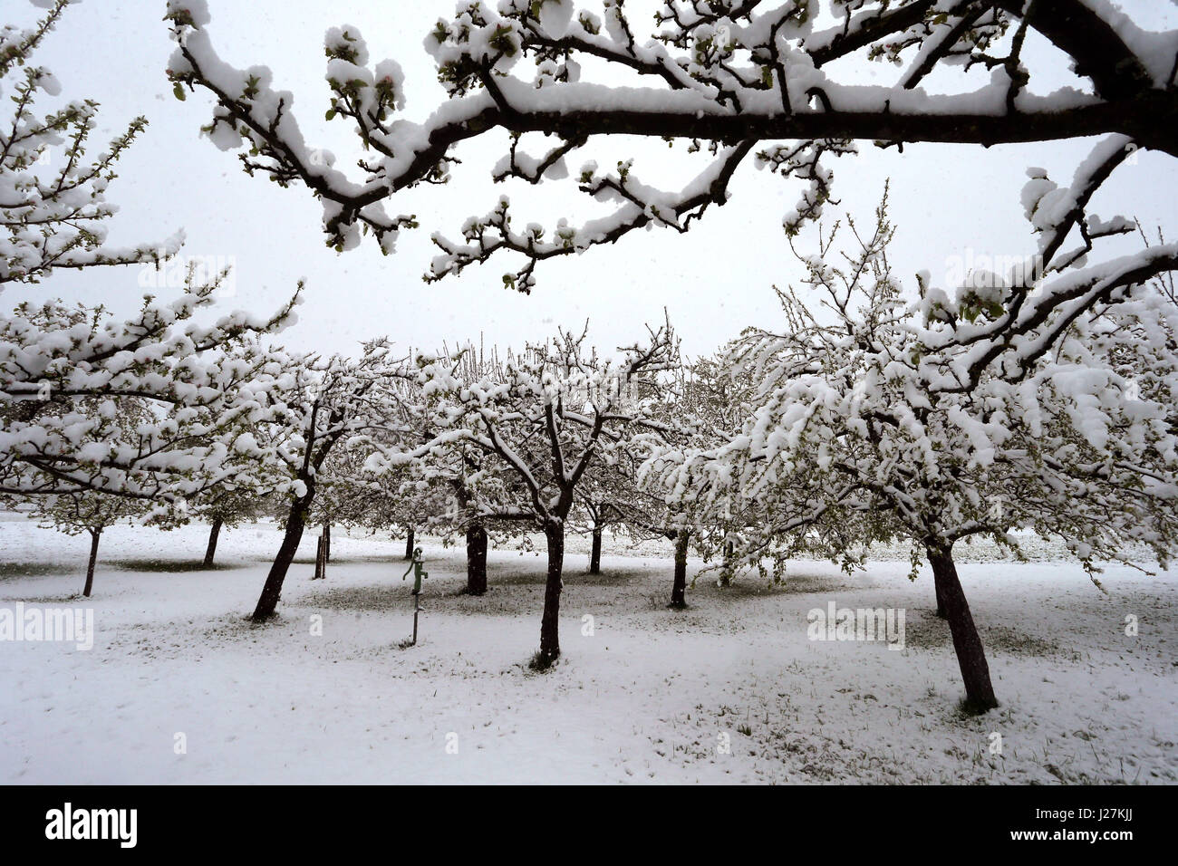 Altenstadt, Germany. 26th Apr, 2017. Blossoming apple trees are covered in snow near Altenstadt, Germany, 26 April 2017. Photo: Karl-Josef Hildenbrand/dpa/Alamy Live News Stock Photo
