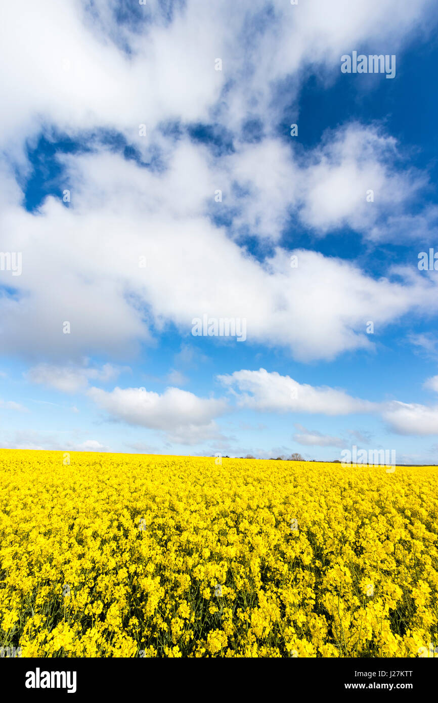 Field of yellow rapeseed flowering under blue sky with white clouds in ...
