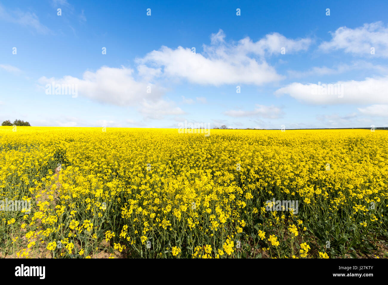 Field of yellow rapeseed flowering under blue sky with white clouds in ...